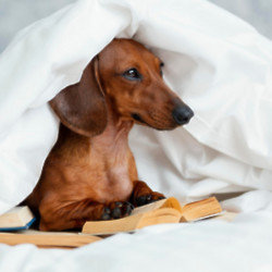 Pets have an instinctive sense of when they are going to die