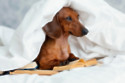 Family launch GoFundMe to bring dog to wedding