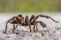 Scientists have identified a new super-aggressive genus of tarantula after discovering males with huge genitalia