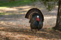 Turkeys will be vaccinated against bird flu