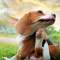 Protecting Pets - image credit Vetster